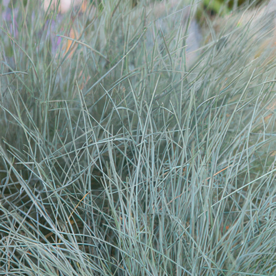 Blauschwingel 'Elijah Blue' (Festuca glauca)