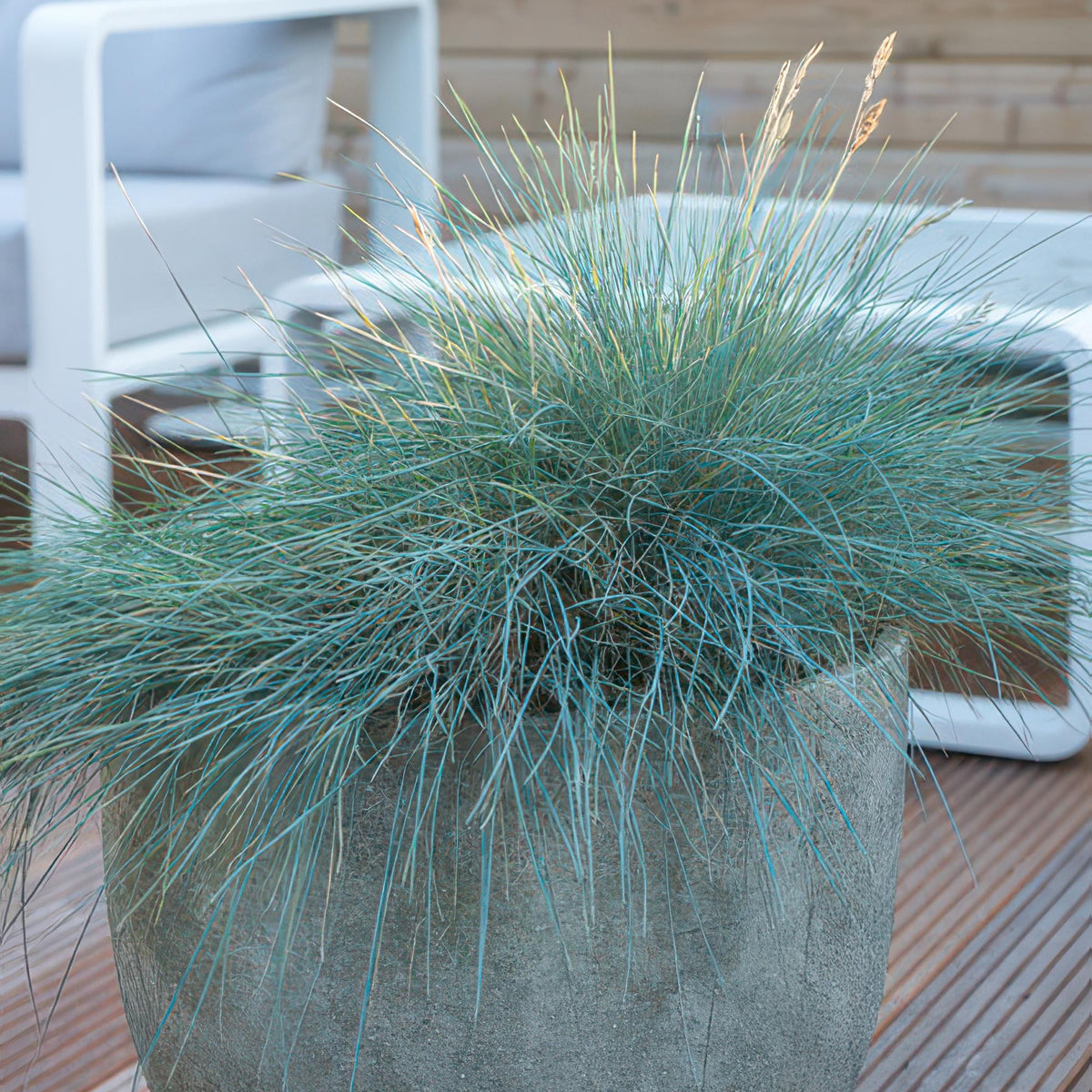 Blauschwingel 'Elijah Blue' im Garten