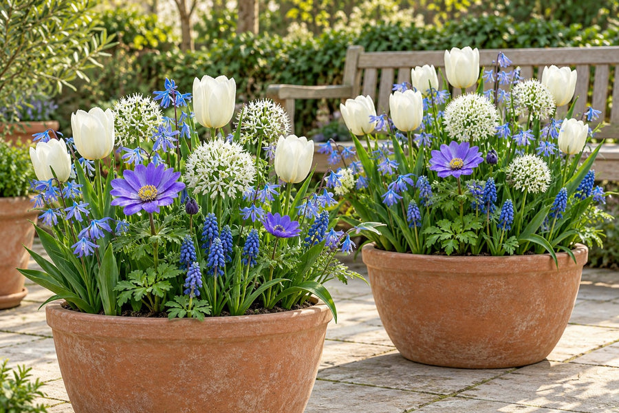 Bloembollen Blauwe bollentuin mix (Bulb Garden Blue)