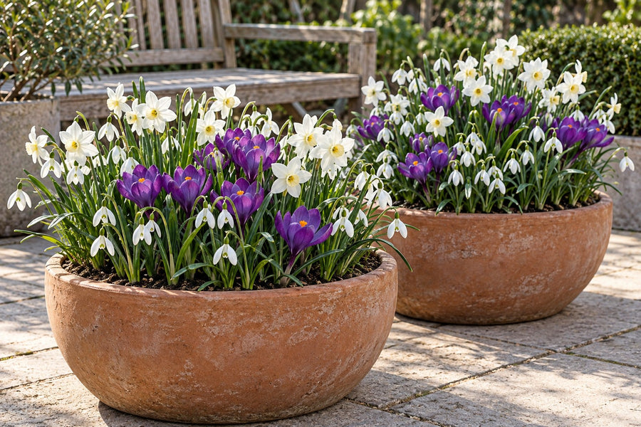 Blomsterløg Skyggehave mix (forskellige arter)