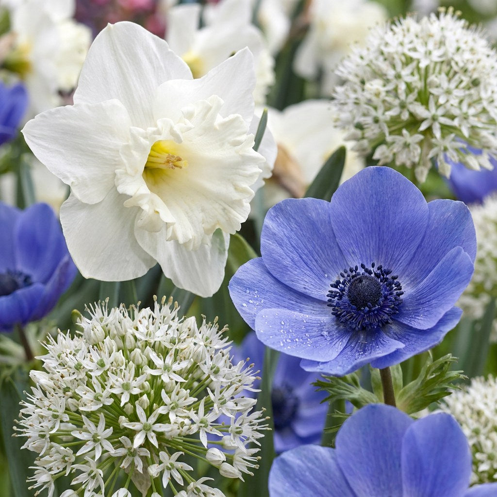 Flower bulbs Sunny Garden mix in flower