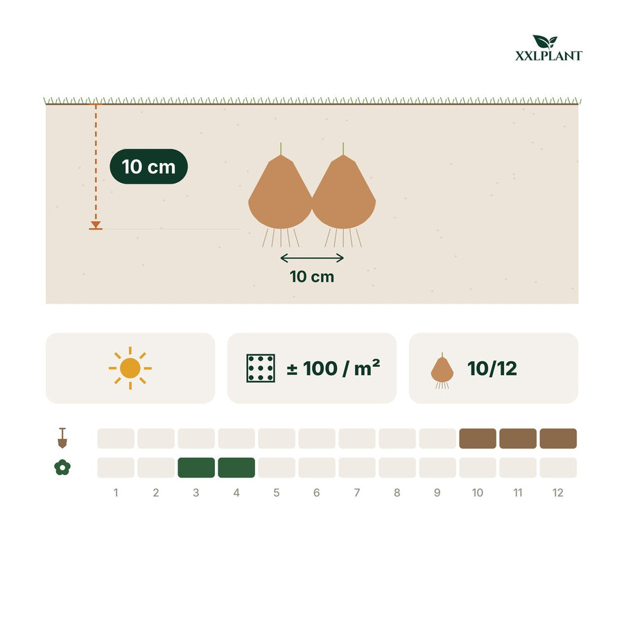 Flower bulbs Sunny Garden mix (various species)