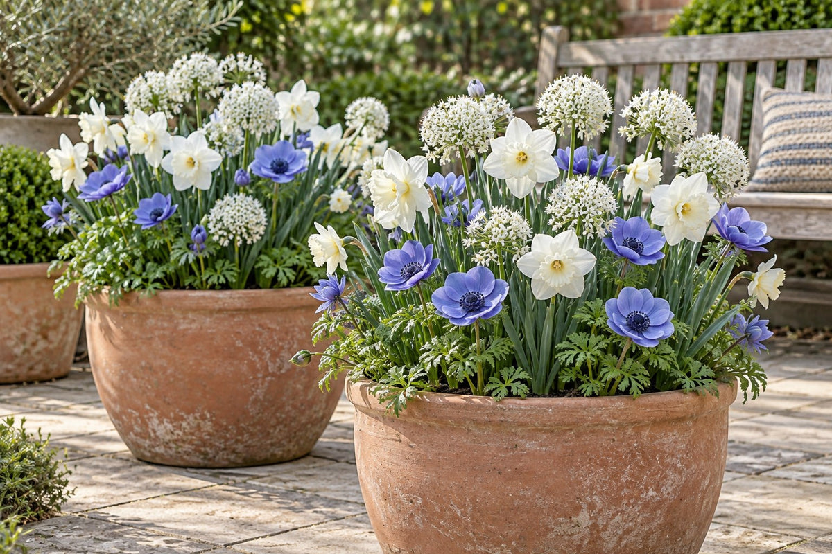 Flower bulbs Sunny Garden mix in flower in pots on a patio