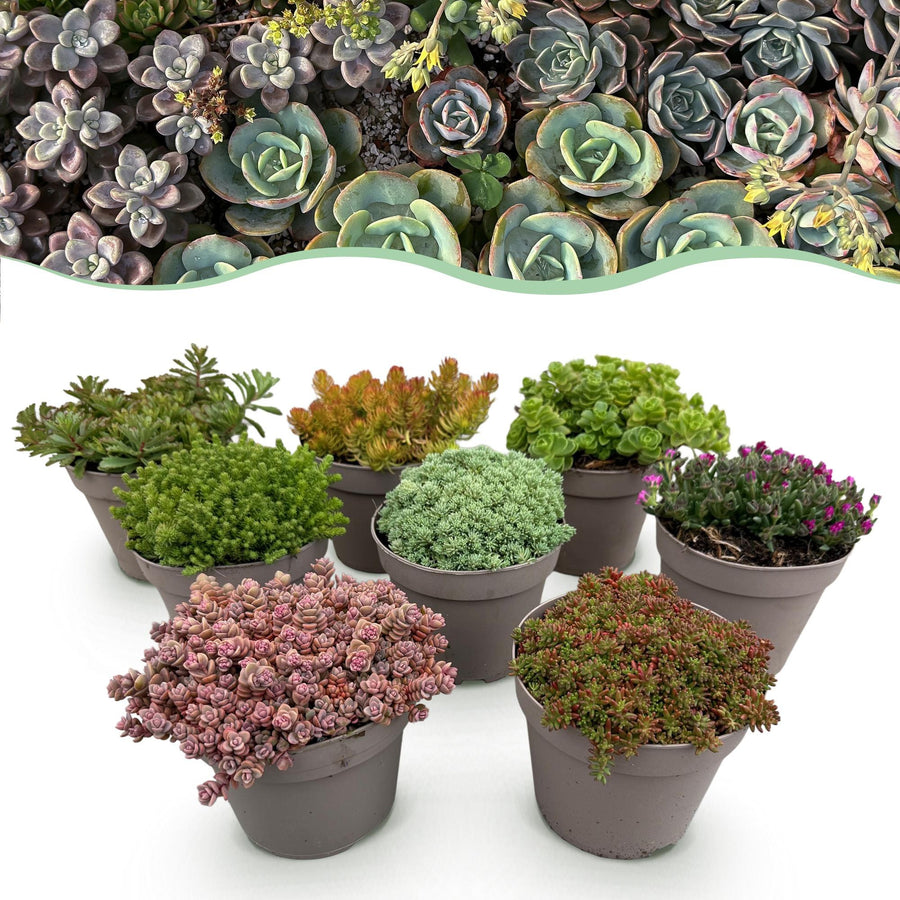 Tappezzanti mix alpino (8 piante perenni), 17 cm di altezza, vaso ø14 cm
