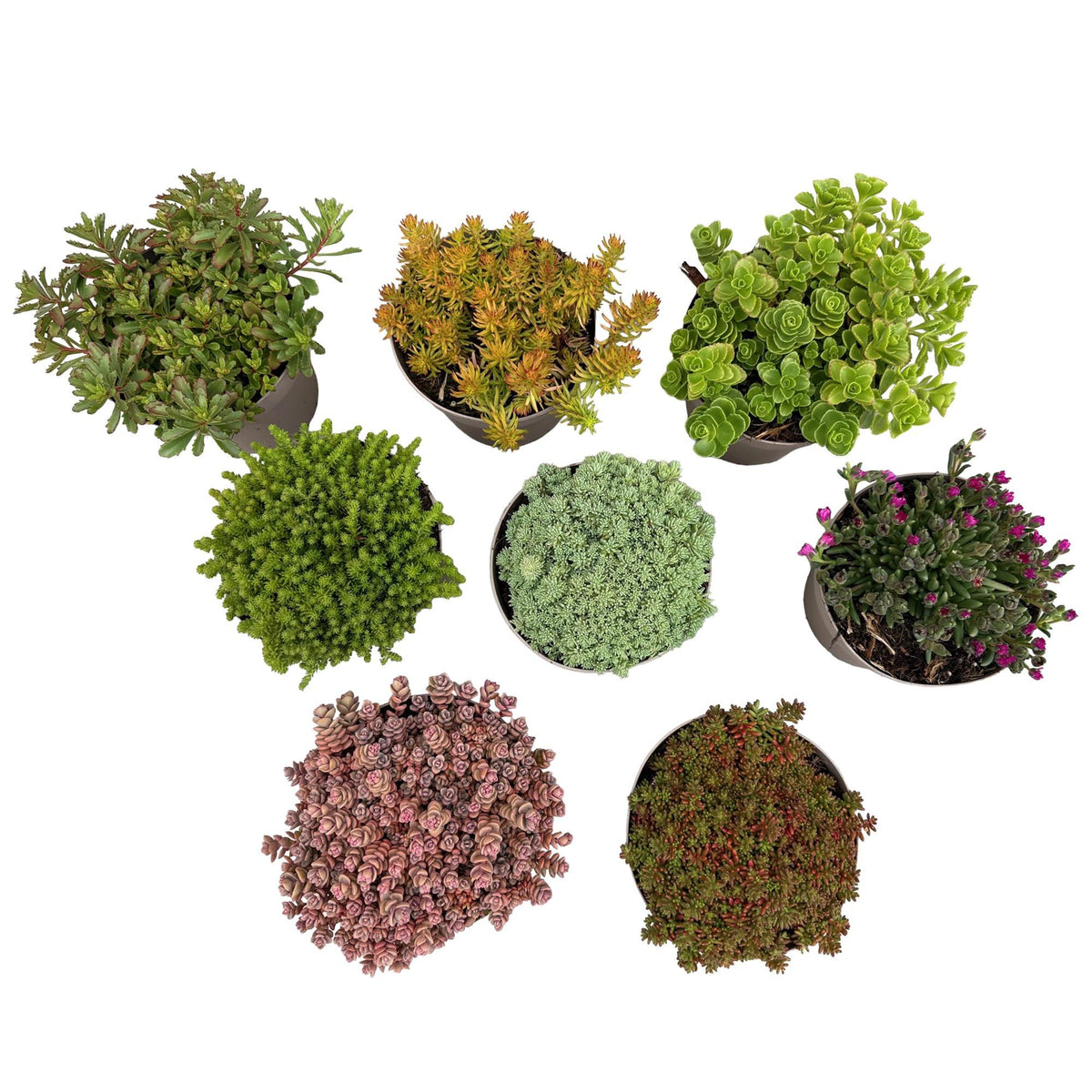 Bodembedekkers alpine mix (8 vaste planten), 17 cm
