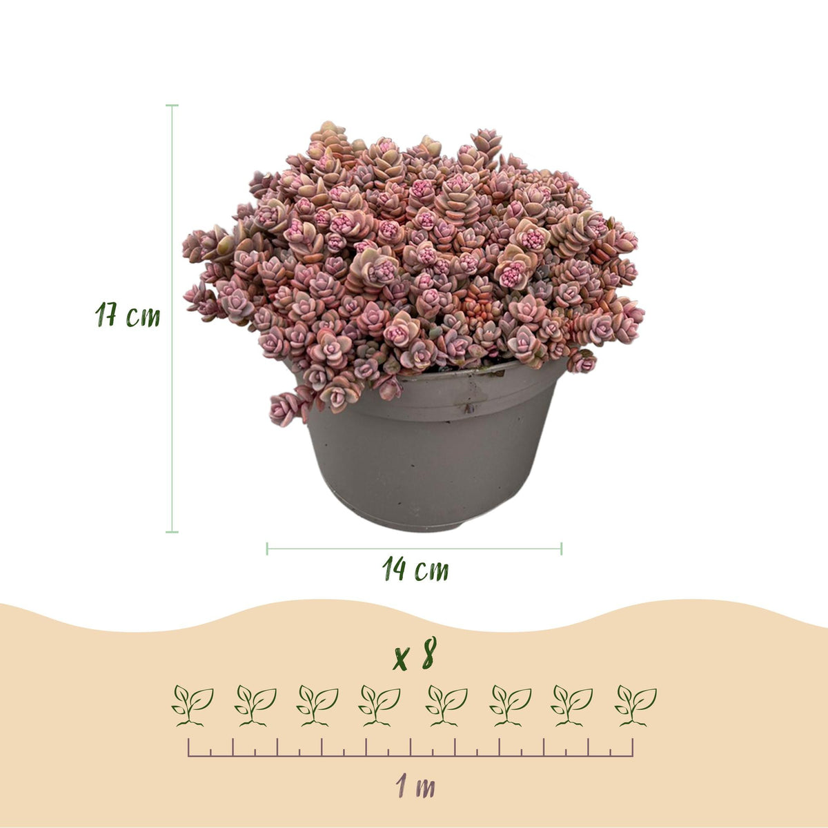 Tappezzanti mix alpino , 17 cm di altezza, vaso ø14 cm
