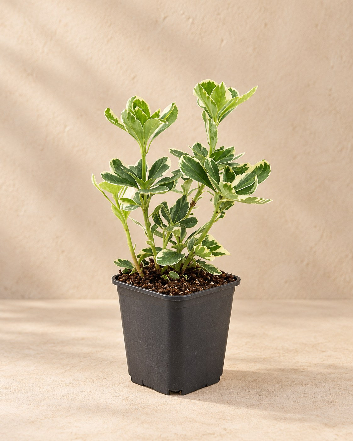 Dickmännchen 'Variegata' im Kulturtopf