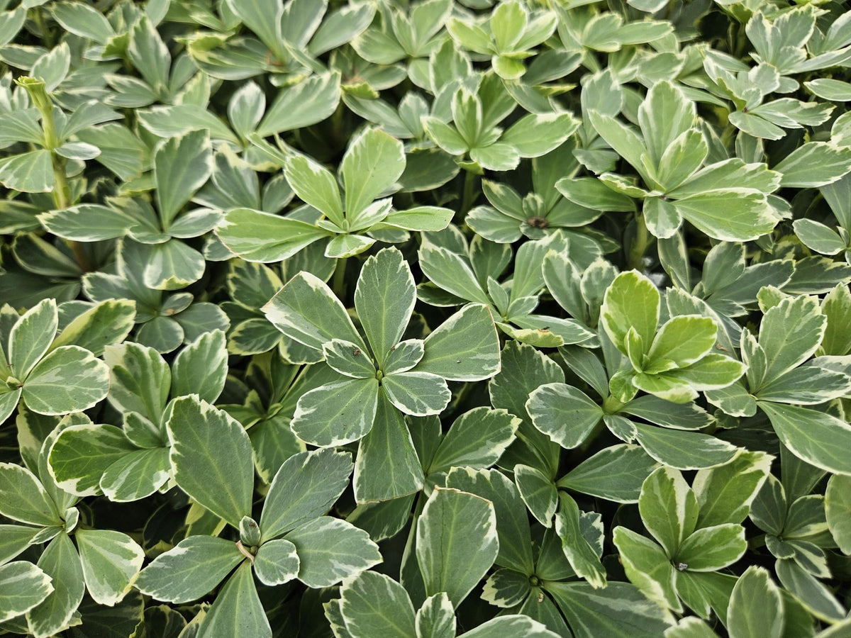Dickmännchen 'Variegata' im Garten