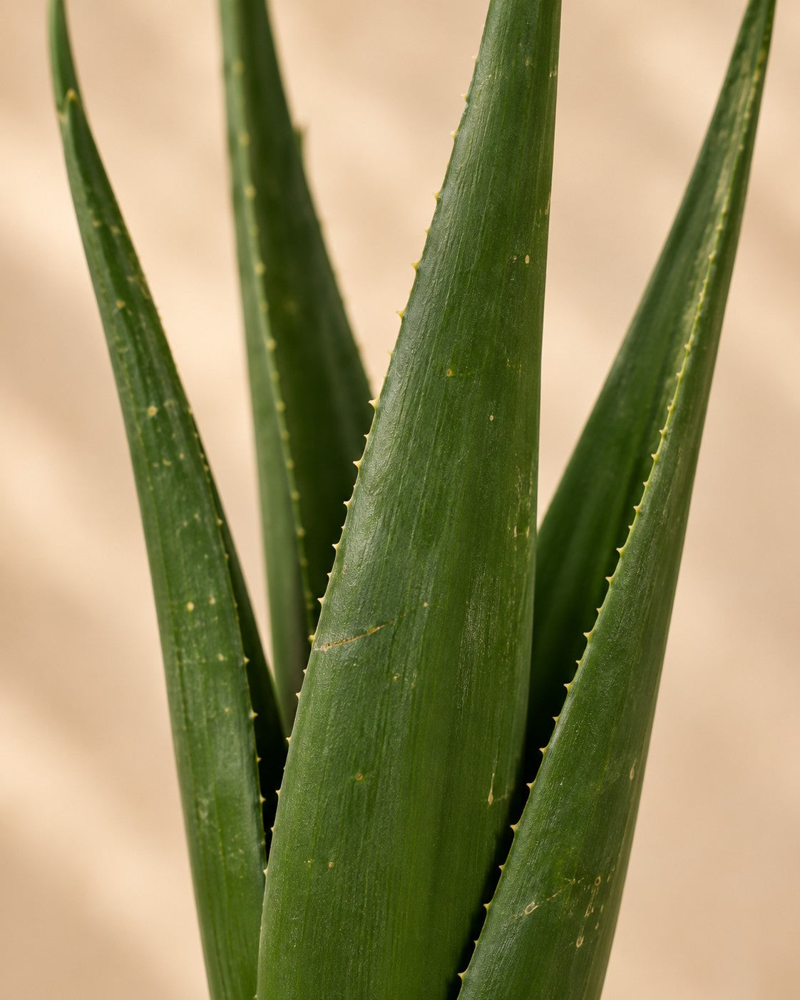 Gros plan sur les feuilles de Boomaloë (Aloe barberae)