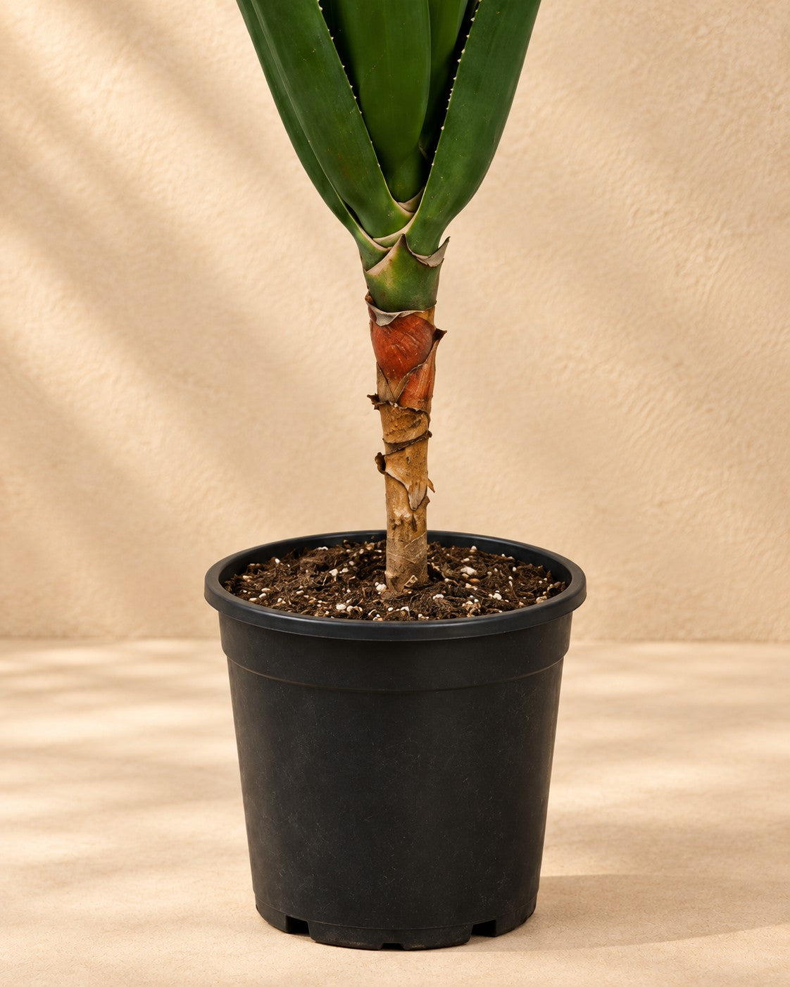 Partie basse de Boomaloë (Aloe barberae) avec son pot de culture