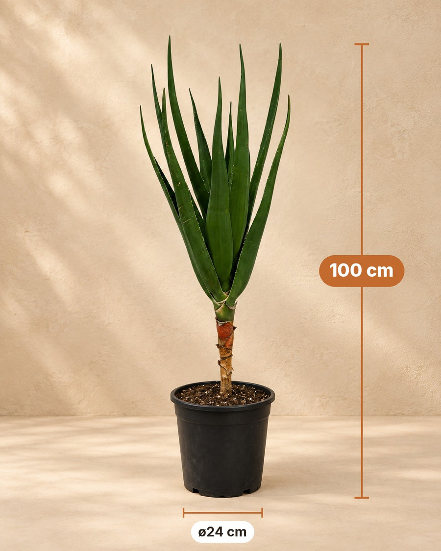 Aloès arborescent (Aloe barberae) 100 cm de haut, pot ø24 cm