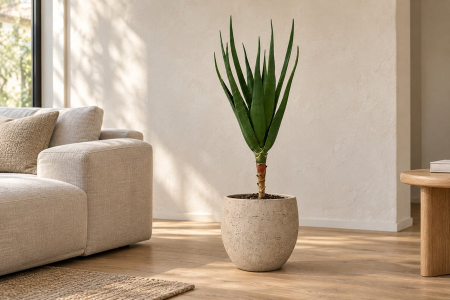 Aloès arborescent (Aloe barberae) 100 cm de haut, pot ø24 cm