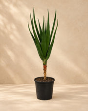 Boomaloë (Aloe barberae), 100 cm de haut en pot de culture de 24 cm