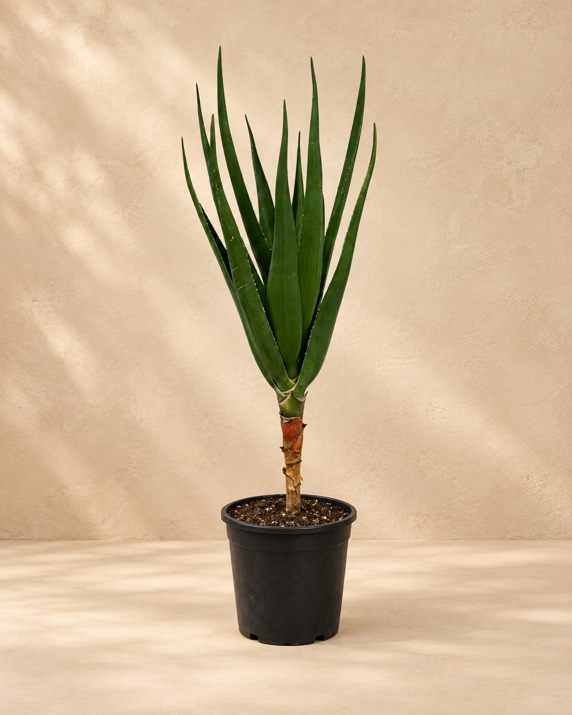 Boomaloë (Aloe barberae), 100 cm de haut en pot de culture de 24 cm
