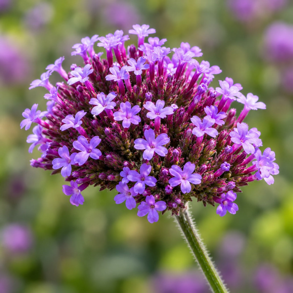 Rabatpakke Bier og Sommerfugle, 8 stauder til 1 m², nærbillede af blomstringen