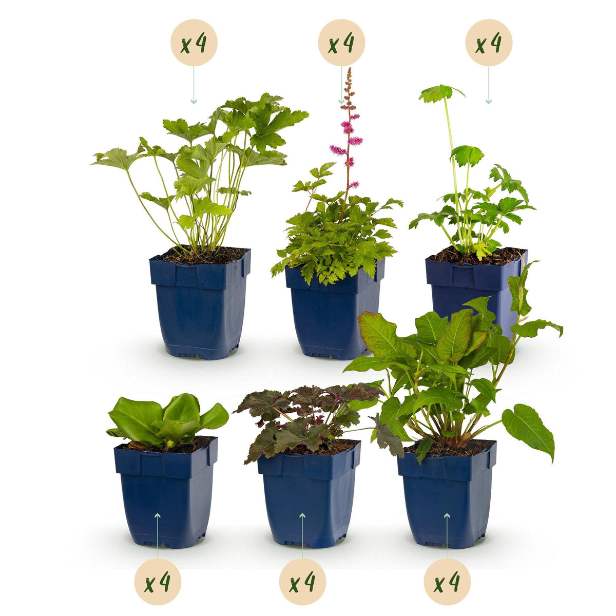 Borderpakket schaduw (24 vaste planten)