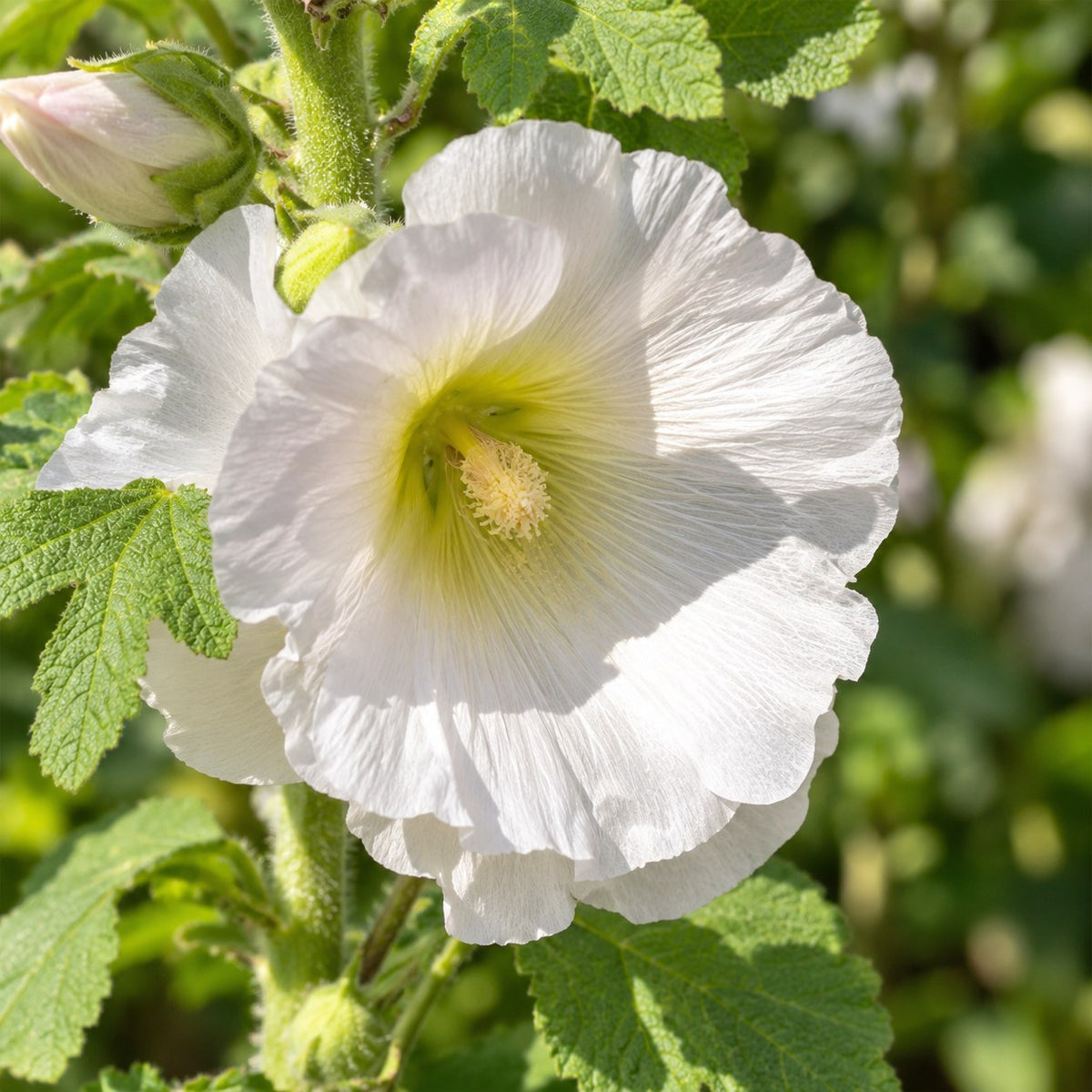Bedpakke Hvid, 8 stauder til 1 m², nærbillede af blomstringen