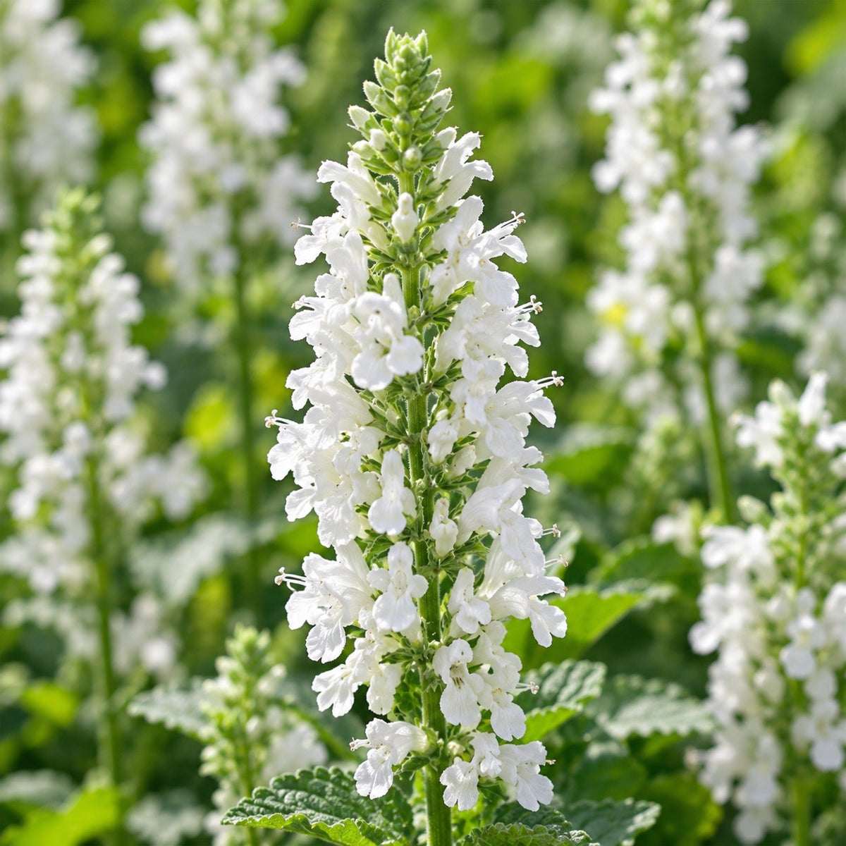 Bedpakke Hvid, 8 stauder til 1 m², nærbillede af blomstringen
