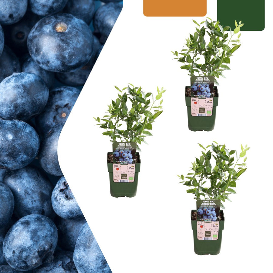 Økologisk blåbærplante (Vaccinium corymbosum)
