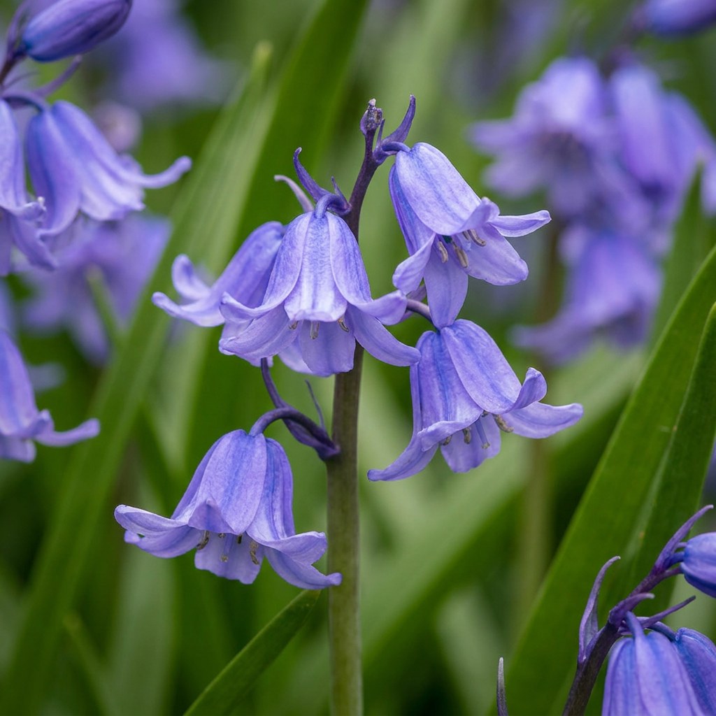 Bulbi di giacinto dei boschi Giacinto selvatico in fiore