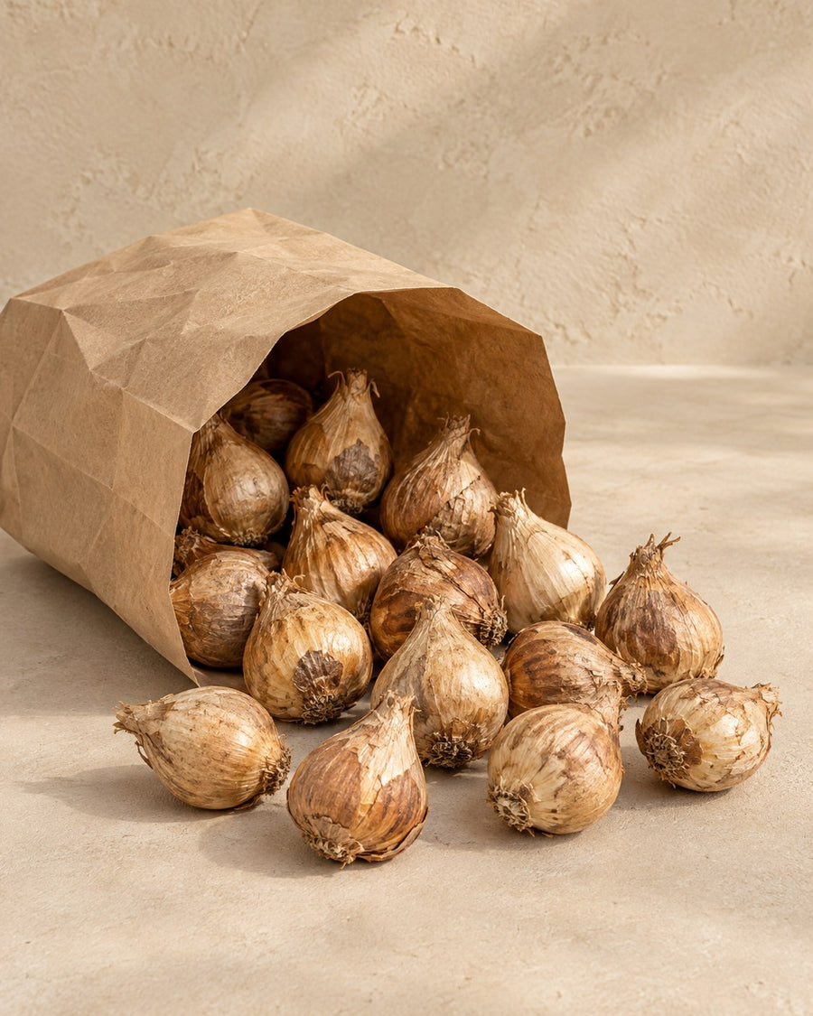 Bulbi di giacinto dei boschi Giacinto selvatico (Hyacinthoides non-scripta)