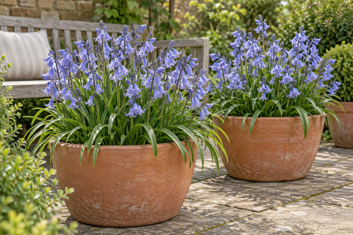 Bulbi di giacinto dei boschi Giacinto selvatico in fiore in vaso su una terrazza
