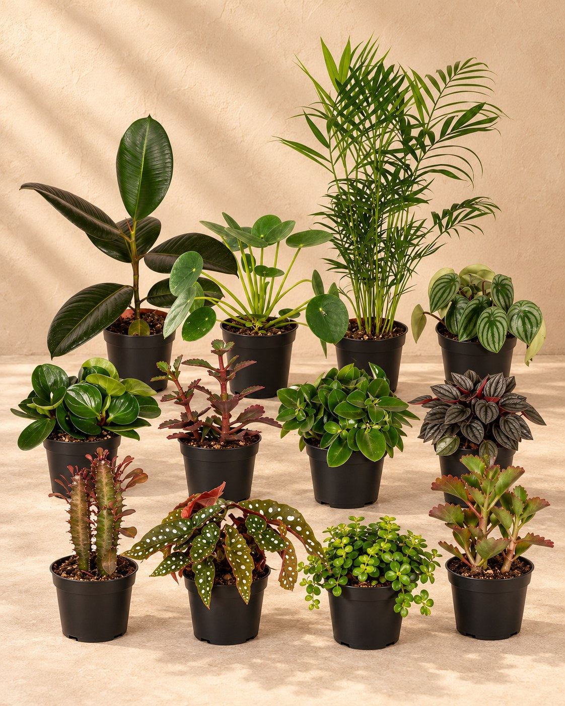 Buitenbeentjesbox kamerplanten (12 planten, pot ø12 cm)