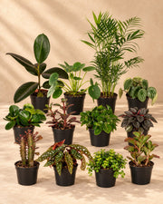 Buitenbeentjesbox kamerplanten (12 planten, pot ø12 cm)
