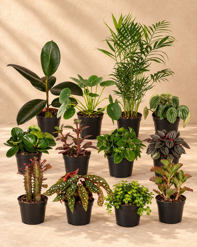Buitenbeentjesbox kamerplanten (12 planten, pot ø12 cm)