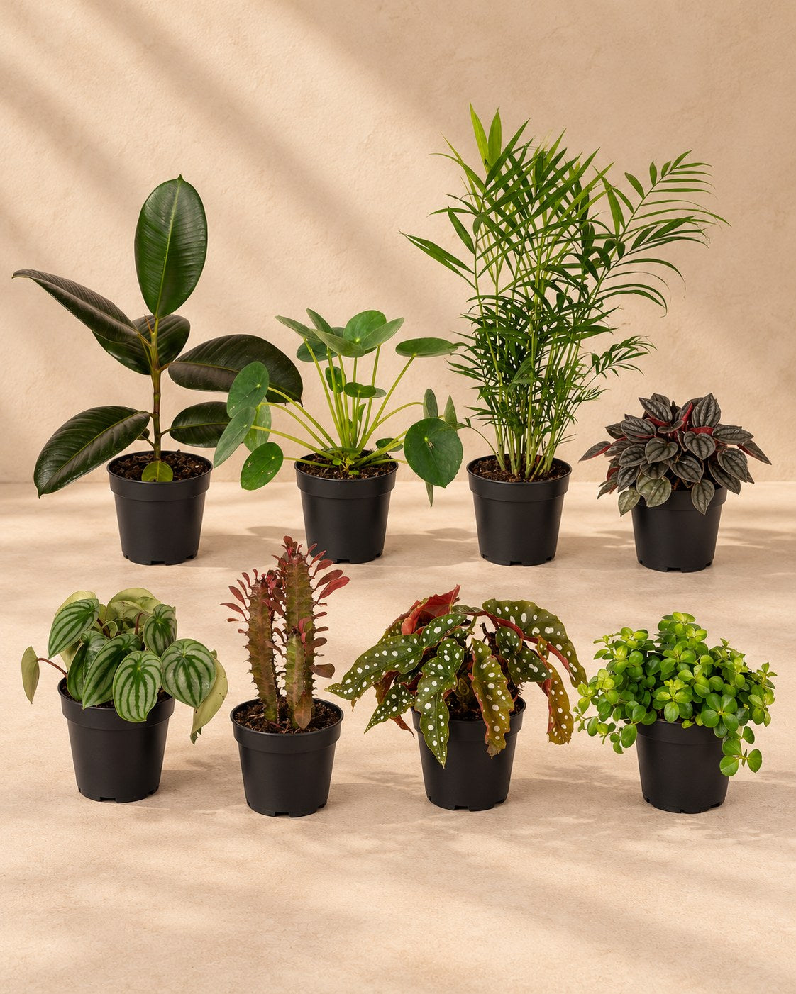 Buitenbeentjesbox (8 planten, pot ø12 cm)