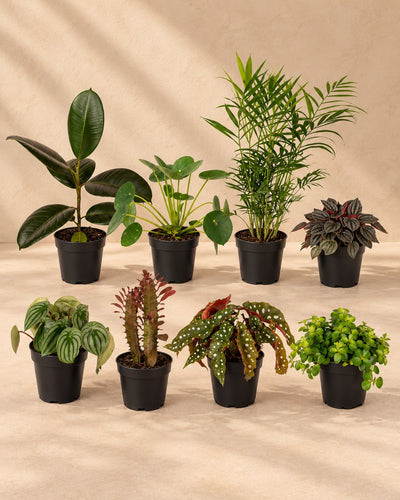 Buitenbeentjesbox (8 planten, pot ø12 cm)