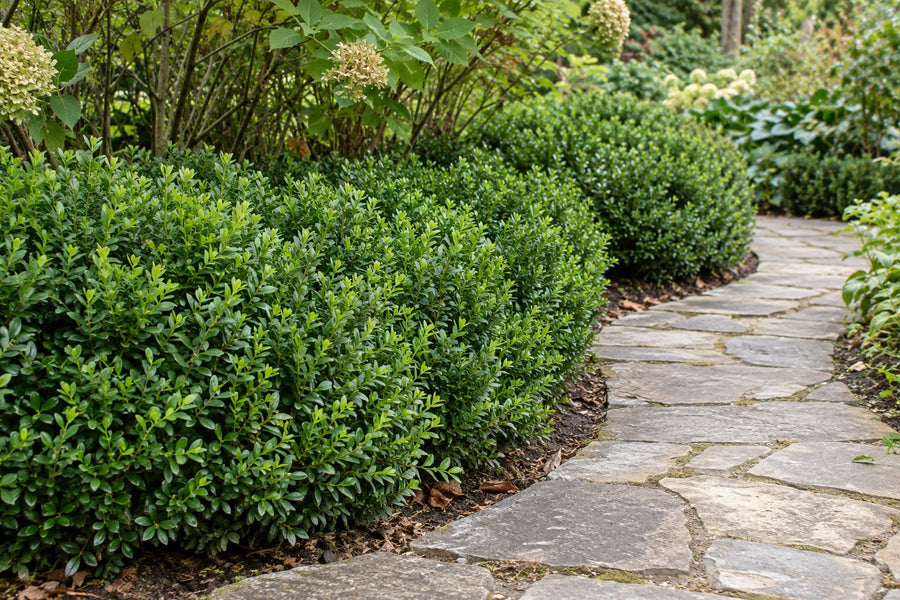 Palmboompje 'NewGen Freedom' (Buxus)