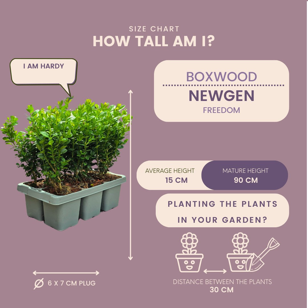 Buxus 'NewGen Freedom' in de tuin
