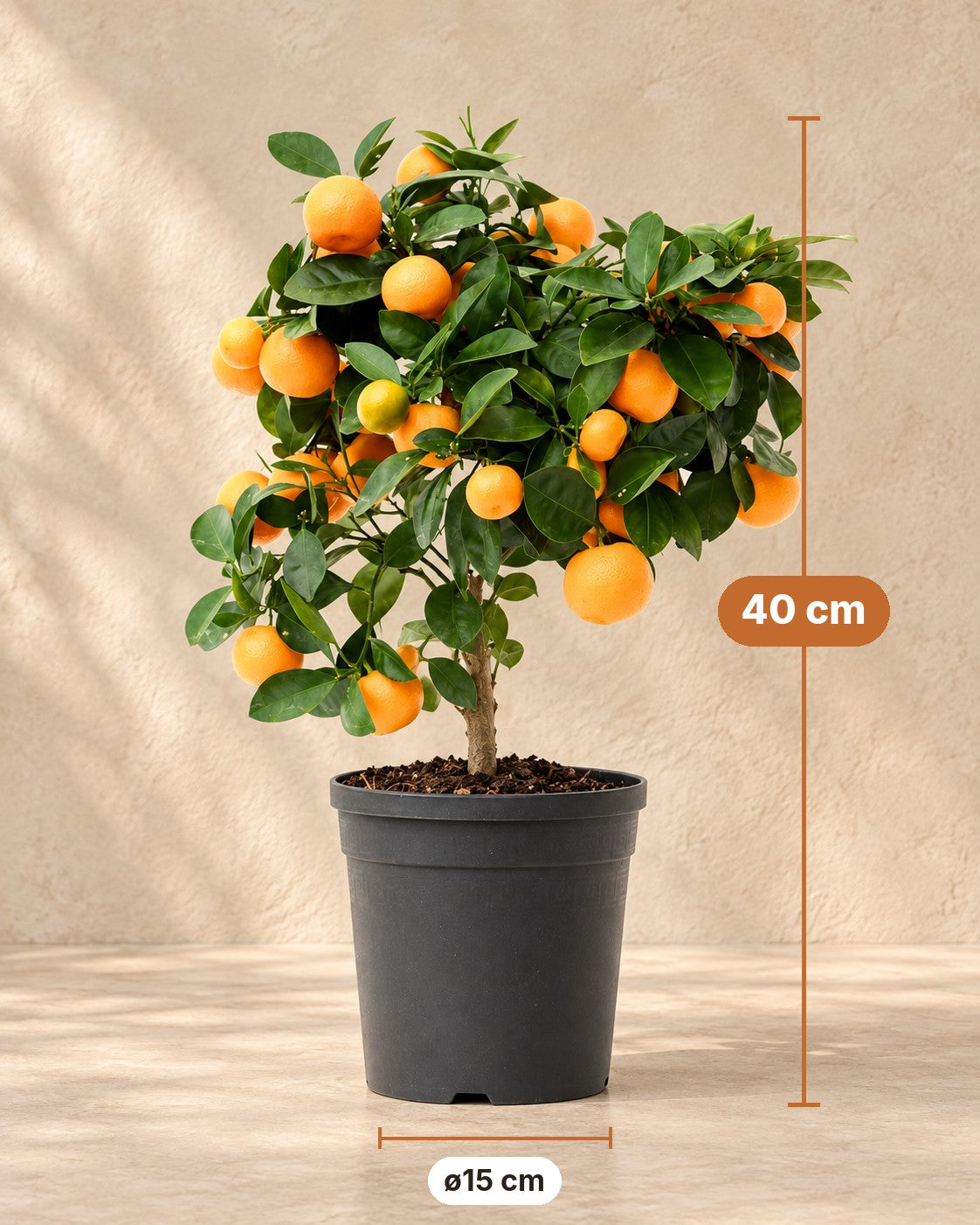 Afmetingen Calamondinboom: 40 cm hoog, pot ø15 cm