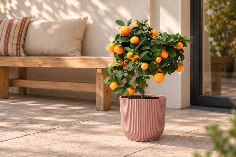 Calamondinboom (Citrus mitis) 40 cm hoog, pot ø15 cm