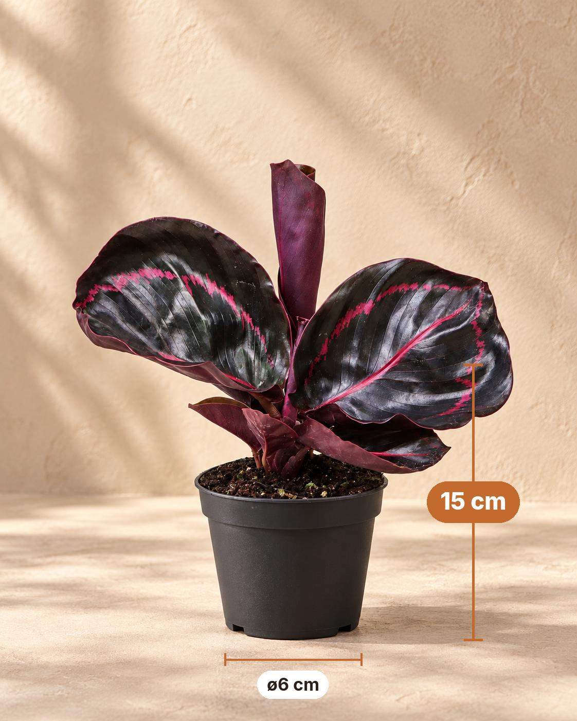 Pauwenplant (Calathea roseopicta 'Dottie'), 15 cm hoog, pot ø6 cm