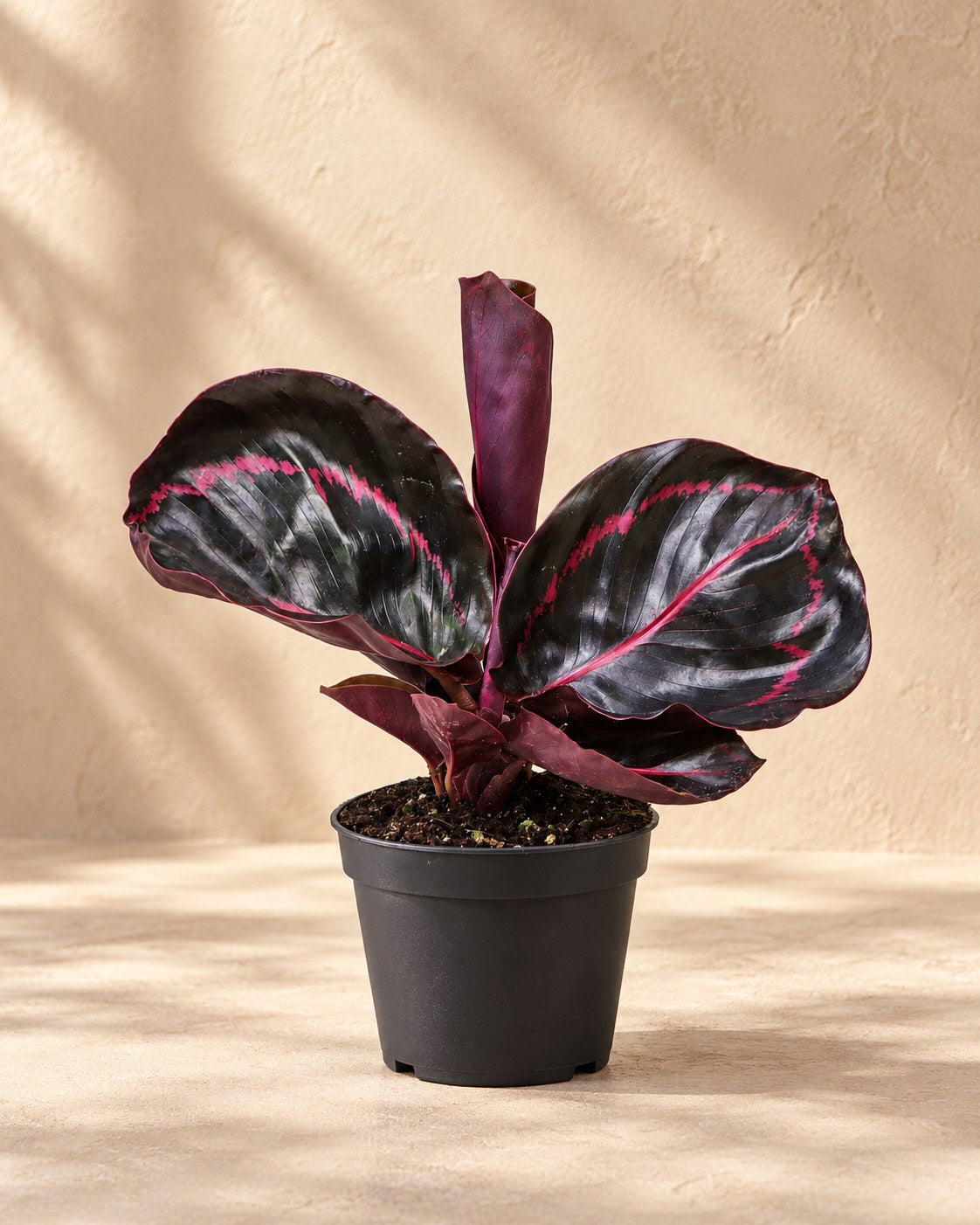 Pauwenplant (Calathea roseopicta 'Dottie')