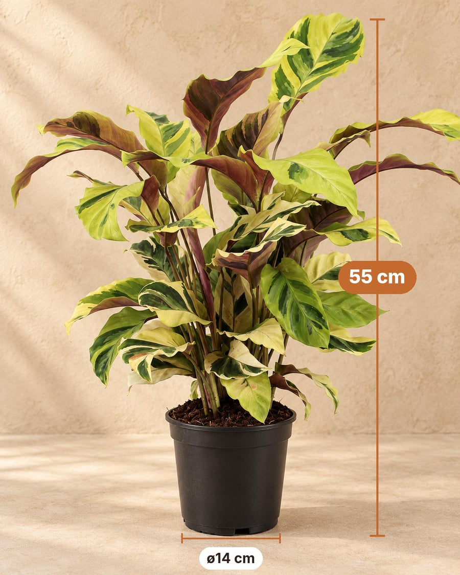 Korbmarante (Calathea 'Fusion Yellow') 45-55 cm hoch, Topf ø14 cm