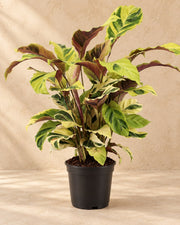 Korbmarante 45-55 cm hoch, Topf ø14 cm