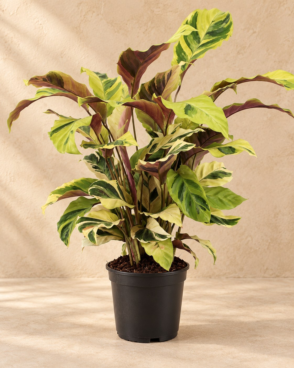 Korbmarante 45-55 cm hoch, Topf ø14 cm