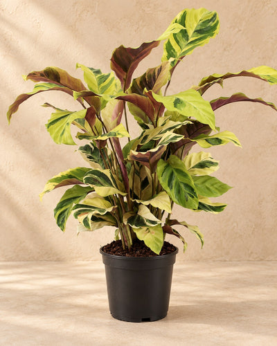 Korbmarante 45-55 cm hoch, Topf ø14 cm