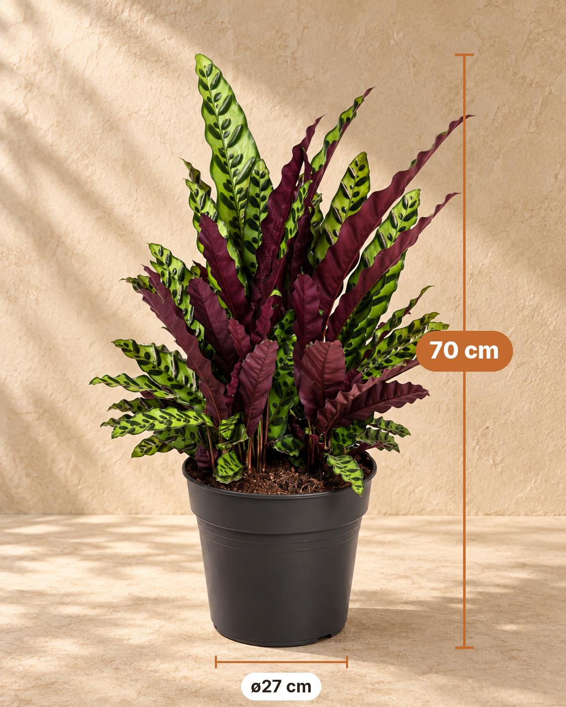 Calathea alta 70 cm, vaso ø27 cm