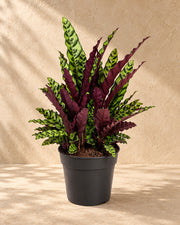 Calathea alta 70 cm, vaso ø27 cm