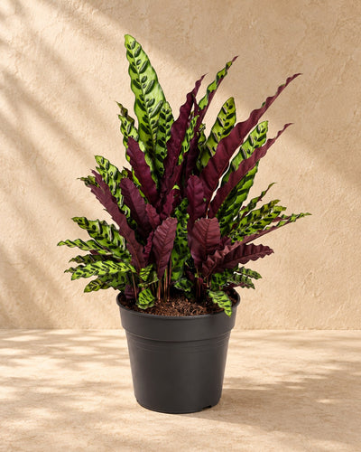 Calathea alta 70 cm, vaso ø27 cm