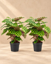 Pfauenpflanze 45 cm hoch, Topf ø14 cm, 2 Pflanzen