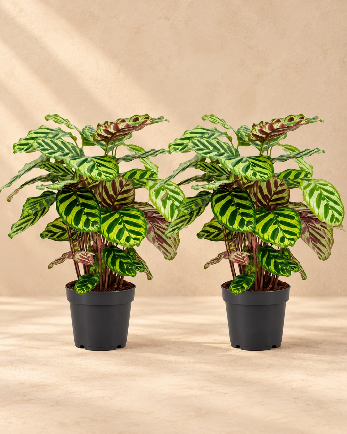 Pfauenpflanze 45 cm hoch, Topf ø14 cm, 2 Pflanzen