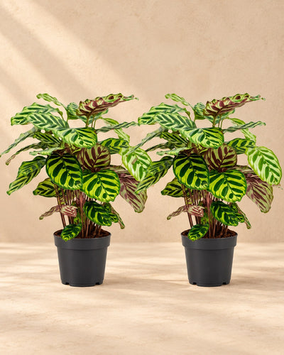 Pfauenpflanze 45 cm hoch, Topf ø14 cm, 2 Pflanzen