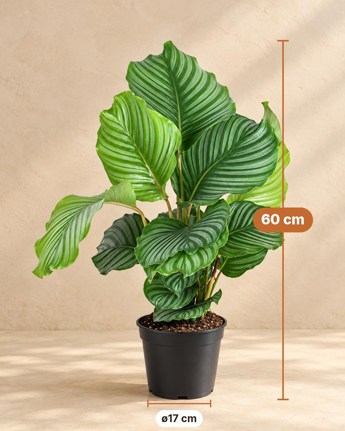 Calathea 60 cm tall, pot ø17 cm