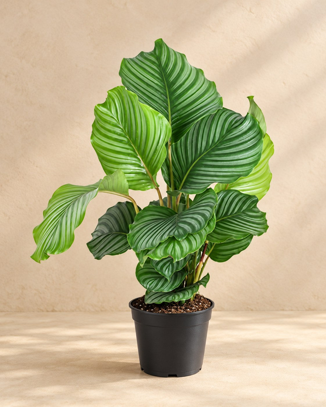 Calathea 60 cm tall, pot ø17 cm