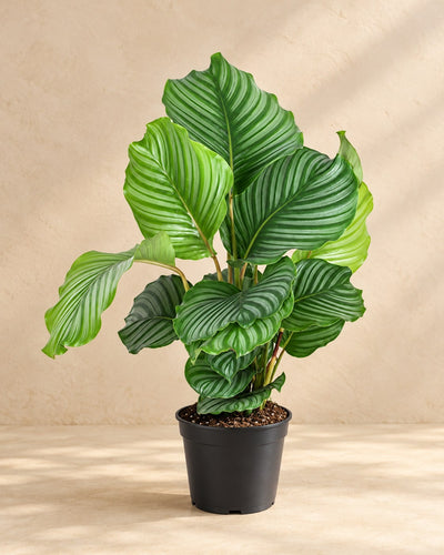 Calathea 60 cm tall, pot ø17 cm